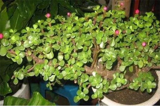 养了40年的金枝玉叶如何修剪，6个步骤剪出美丽的金枝玉叶