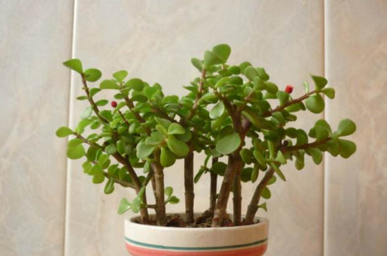 如何栽培金枝玉叶盆景，从上盆到造型养护只需8步