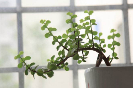 如何栽培金枝玉叶盆景，从上盆到造型养护只需8步