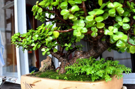 如何栽培金枝玉叶盆景，从上盆到造型养护只需8步