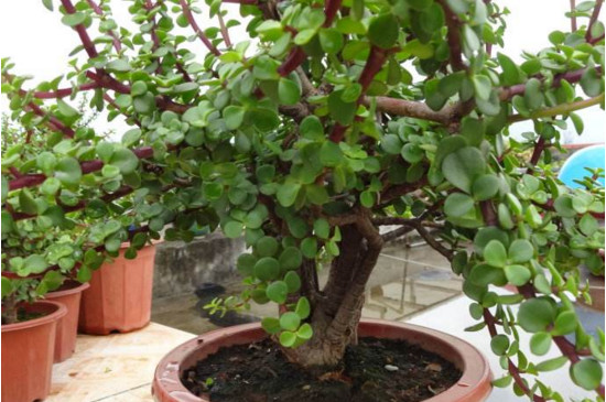 如何栽培金枝玉叶盆景，从上盆到造型养护只需8步