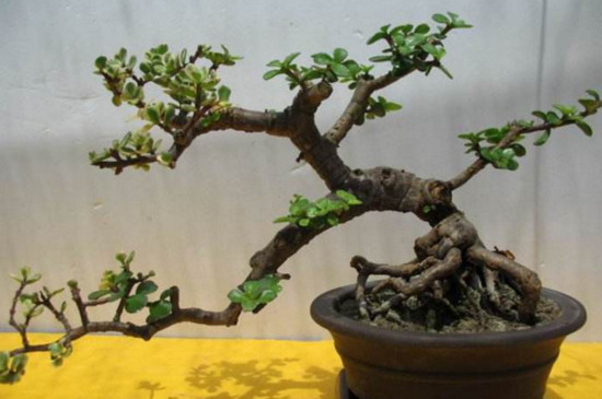 如何栽培金枝玉叶盆景，从上盆到造型养护只需8步