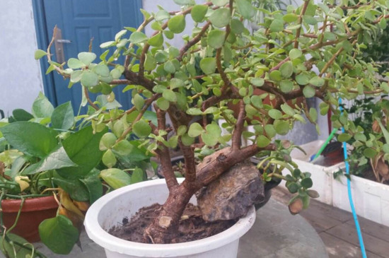 如何栽培金枝玉叶盆景，从上盆到造型养护只需8步