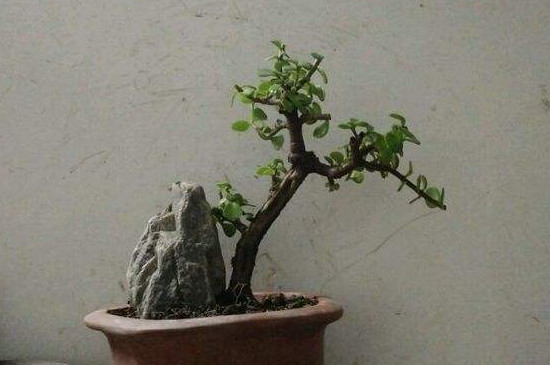 如何栽培金枝玉叶盆景，从上盆到造型养护只需8步