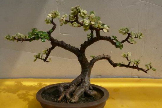 如何栽培金枝玉叶盆景，从上盆到造型养护只需8步