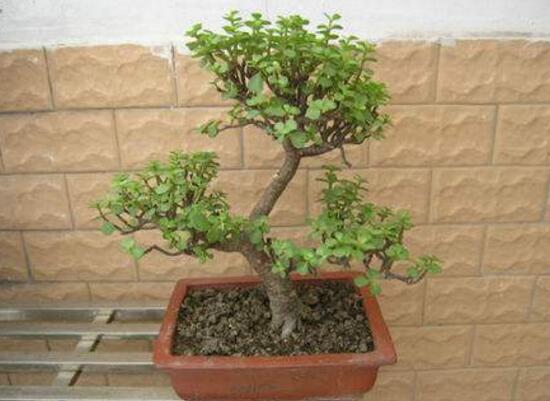 金枝玉叶叶子一碰就掉如何办，3个步骤使金枝玉恢复生机