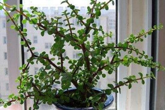 金枝玉叶叶子一碰就掉如何办，3个步骤使金枝玉恢复生机