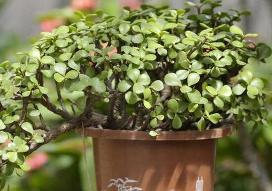 金枝玉叶叶子一碰就掉如何办，3个步骤使金枝玉恢复生机