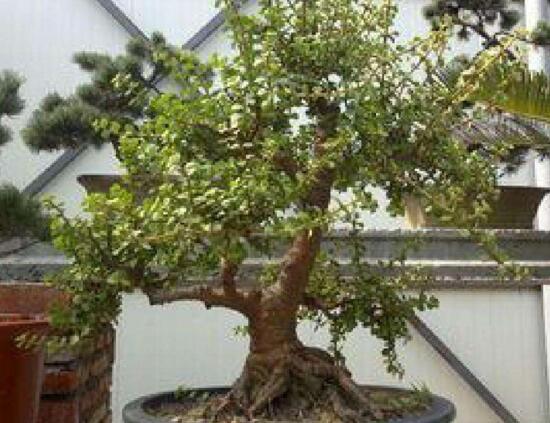 金枝玉叶叶子一碰就掉如何办，3个步骤使金枝玉恢复生机