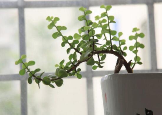 金枝玉叶叶子一碰就掉如何办，3个步骤使金枝玉恢复生机