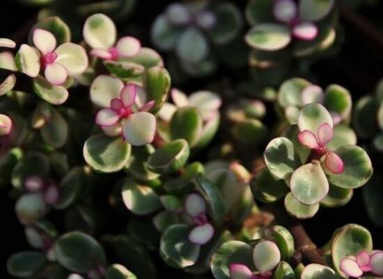 金枝玉叶如何养才变红,金枝玉叶子变红的秘密