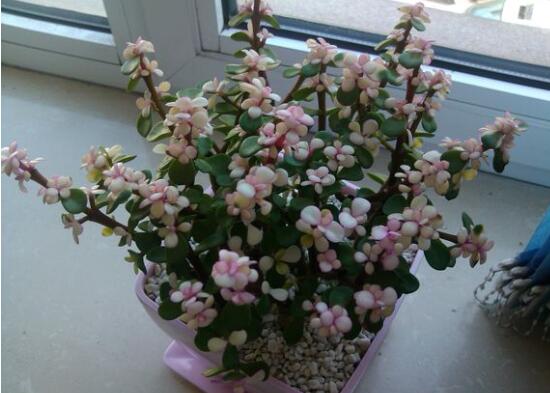 金枝玉叶如何养才变红,金枝玉叶子变红的秘密