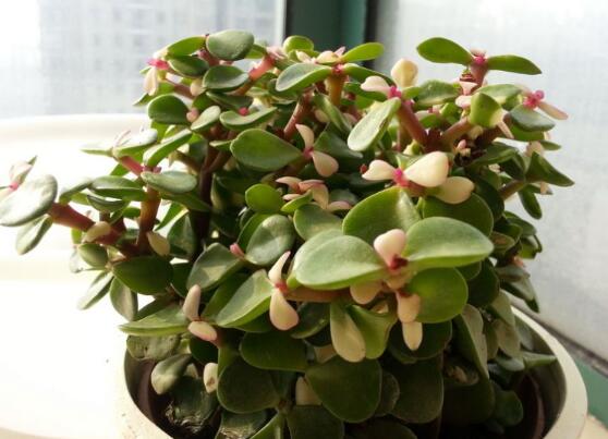 金枝玉叶如何养才变红,金枝玉叶子变红的秘密