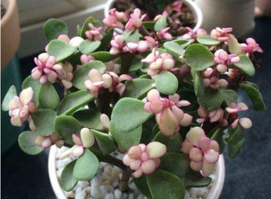 金枝玉叶如何养才变红,金枝玉叶子变红的秘密