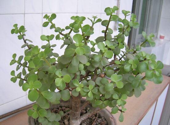 金枝玉叶如何养才变红,金枝玉叶子变红的秘密