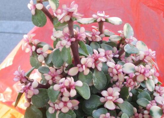 金枝玉叶如何养才变红,金枝玉叶子变红的秘密