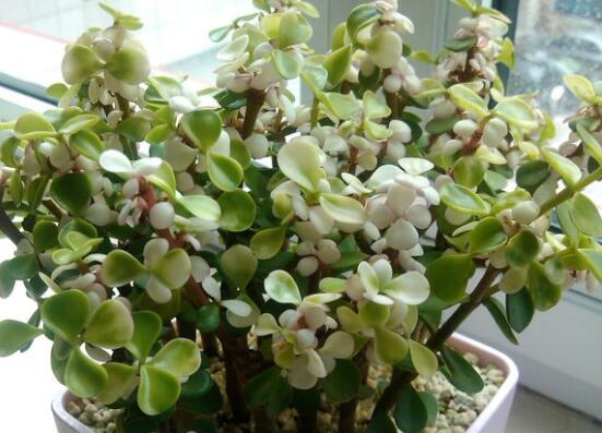 金枝玉叶如何养才变红,金枝玉叶子变红的秘密