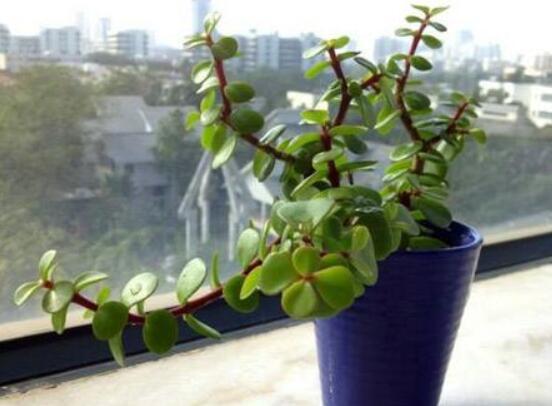 金枝玉叶如何养才变红,金枝玉叶子变红的秘密