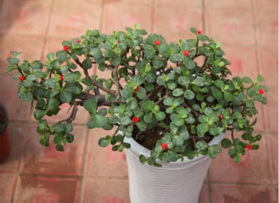 金枝玉叶如何养才变红,金枝玉叶子变红的秘密