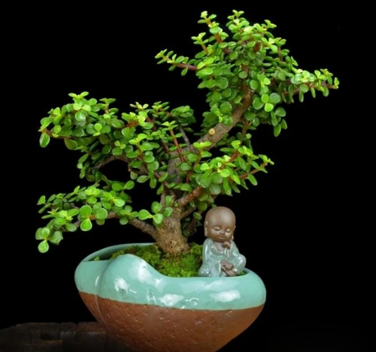 金枝玉叶如何修剪：金枝玉叶在生长过程中需不断修剪整形，才能保持优美的株形