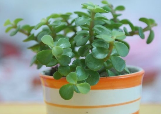 金枝玉叶如何养：金枝玉叶比较耐干旱，但不耐涝