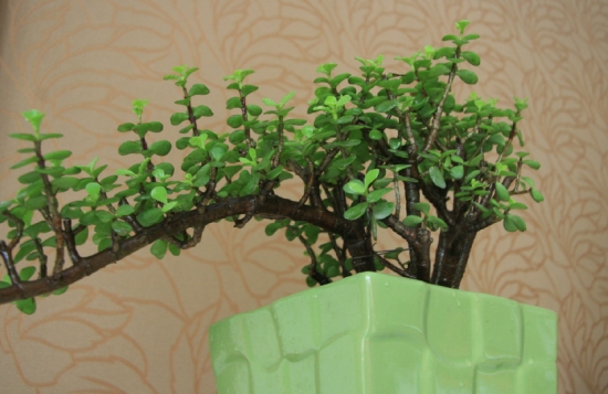 金枝玉叶夏季如何养：见干见湿叶面保湿