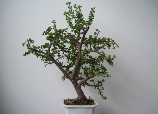 如何修剪金枝玉叶：可剪去过长枝、病弱枝、密集枝