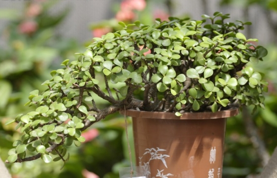 如何修剪金枝玉叶：可剪去过长枝、病弱枝、密集枝