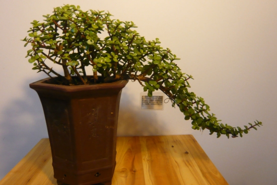 如何修剪金枝玉叶：可剪去过长枝、病弱枝、密集枝