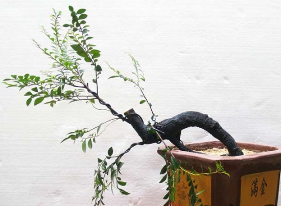 小叶紫檀盆景的养护办法：阳光、浇水、施肥、环境