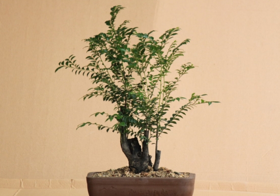 小叶紫檀盆景的养护办法：阳光、浇水、施肥、环境