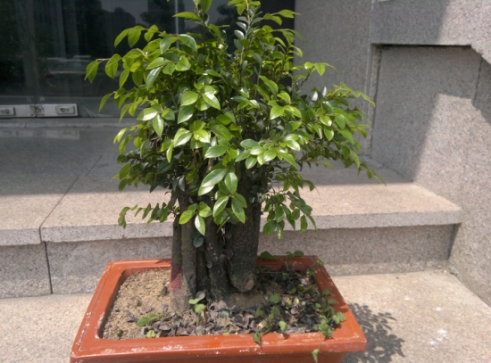 小叶紫檀盆景的养护办法：阳光、浇水、施肥、环境