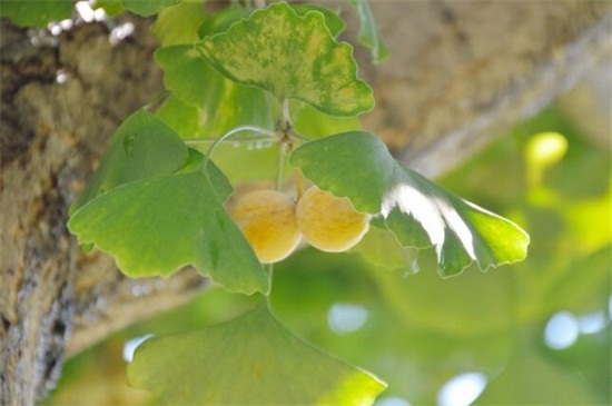 银杏树叶子有什么作用，有美容养颜/降低血糖多种作用