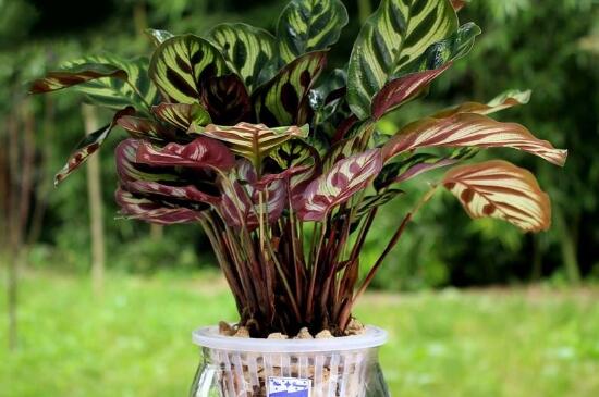 孔雀竹芋水培养殖办法和留意事项，湿润环境勤换水