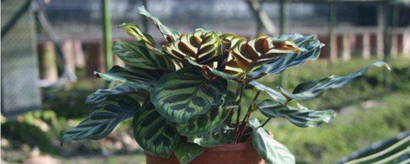 孔雀竹芋的养殖办法和留意事项