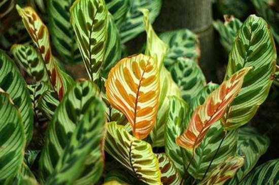 孔雀竹芋的养殖办法和留意事项