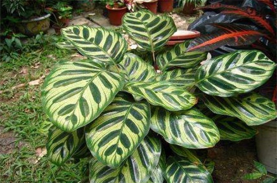 孔雀竹芋的养殖办法和留意事项