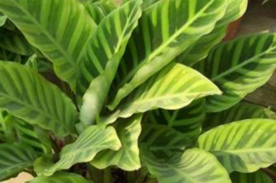 孔雀竹芋的养殖办法和留意事项