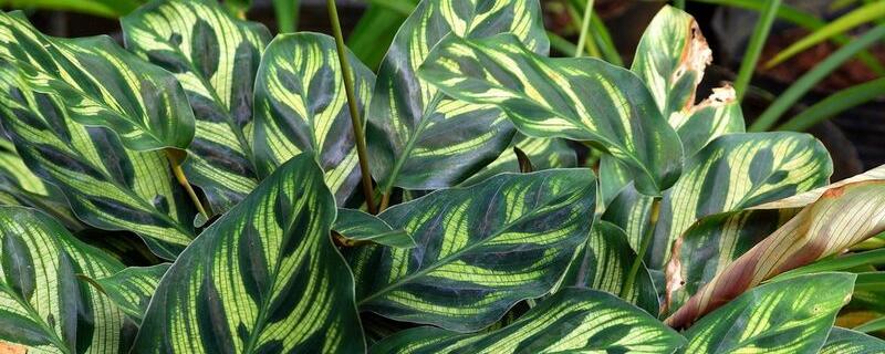 孔雀竹芋叶子发黄如何办