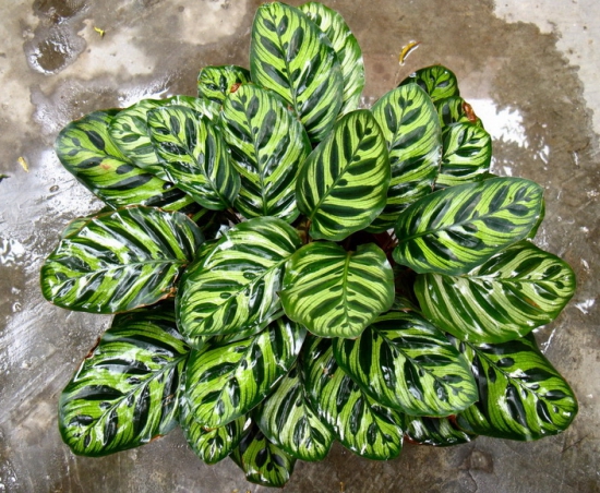 孔雀竹芋会开花吗：孔雀竹芋开花时间在冬季，花期约为1~2天