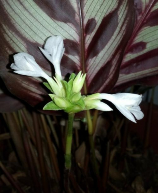 孔雀竹芋会开花吗：孔雀竹芋开花时间在冬季，花期约为1~2天