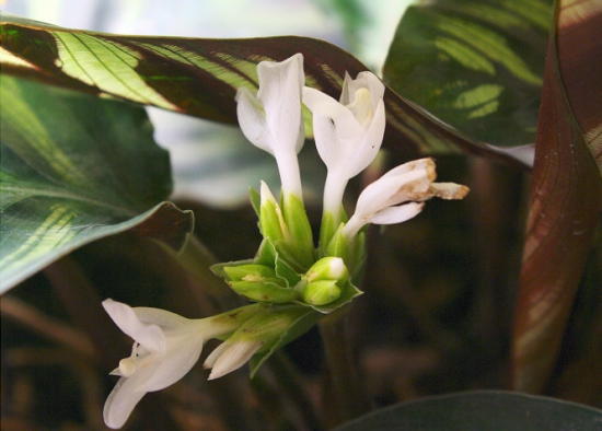 孔雀竹芋会开花吗：孔雀竹芋开花时间在冬季，花期约为1~2天