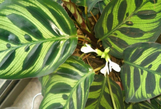 孔雀竹芋会开花吗：孔雀竹芋开花时间在冬季，花期约为1~2天