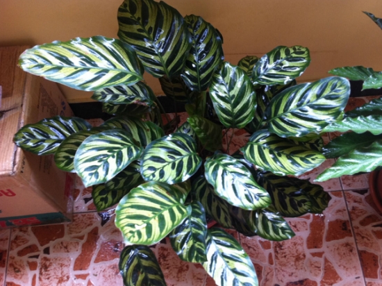 孔雀竹芋的栽培办法：超具体的孔雀竹芋的栽培要点介绍