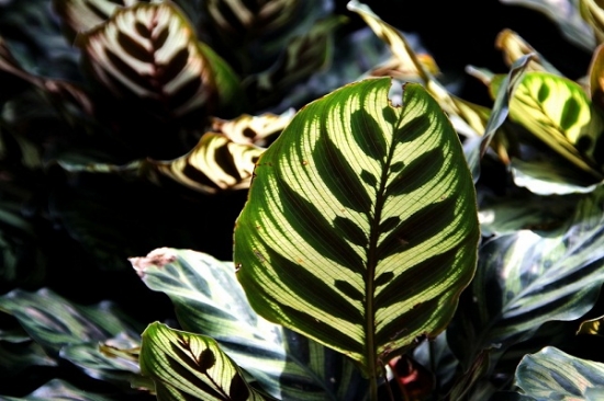 孔雀竹芋的栽培办法：超具体的孔雀竹芋的栽培要点介绍
