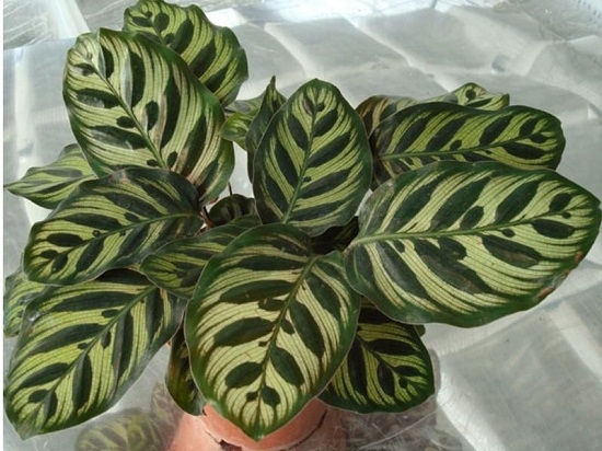 孔雀竹芋的栽培办法：超具体的孔雀竹芋的栽培要点介绍