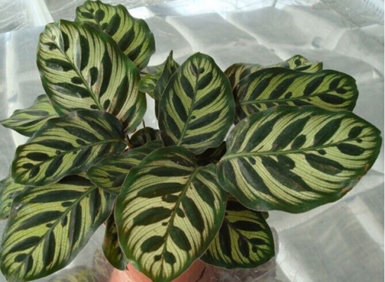 孔雀竹芋有毒吗：无毒,可净化空气