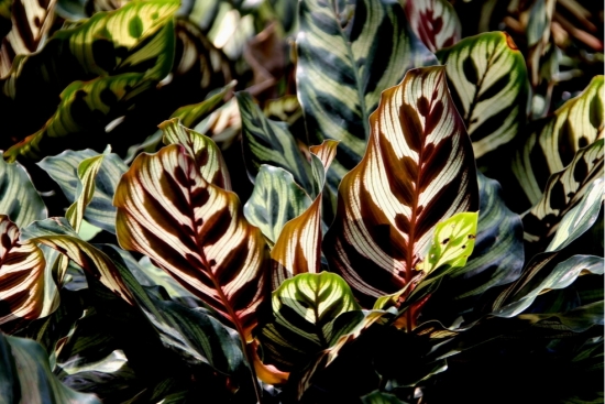 孔雀竹芋图片附介绍：相册的图片免费下载