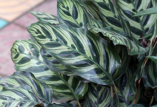 孔雀竹芋图片附介绍：相册的图片免费下载