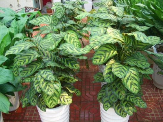 孔雀竹芋图片附介绍：相册的图片免费下载